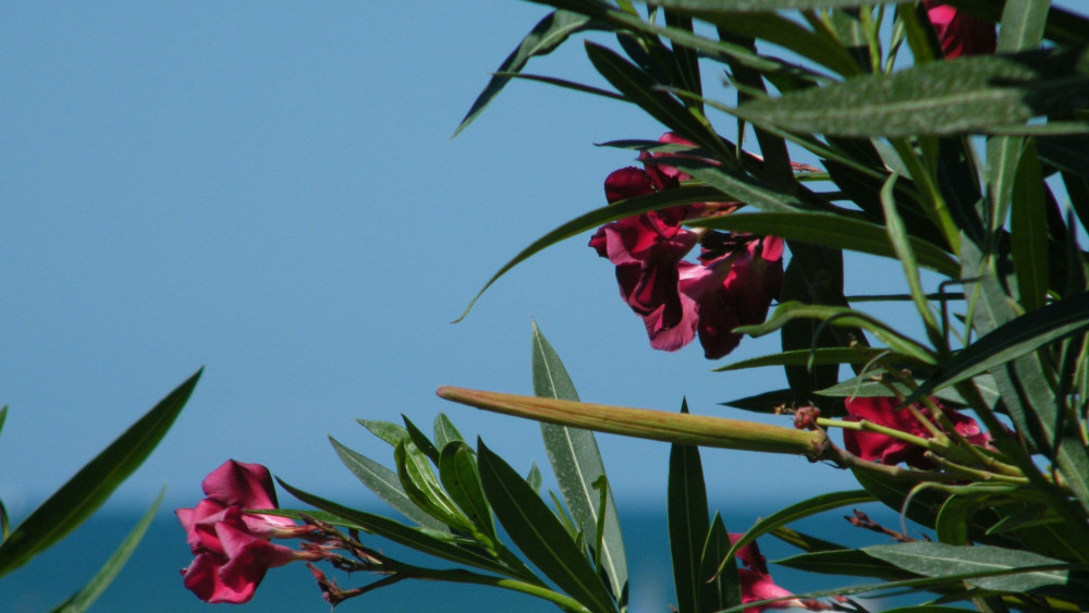 Πικροδάφνη: Ένα από τα κύρια φυτά της ελληνικής χλωρίδας - Η εκπαίδευση, εναλλακτική της εκρίζωσης