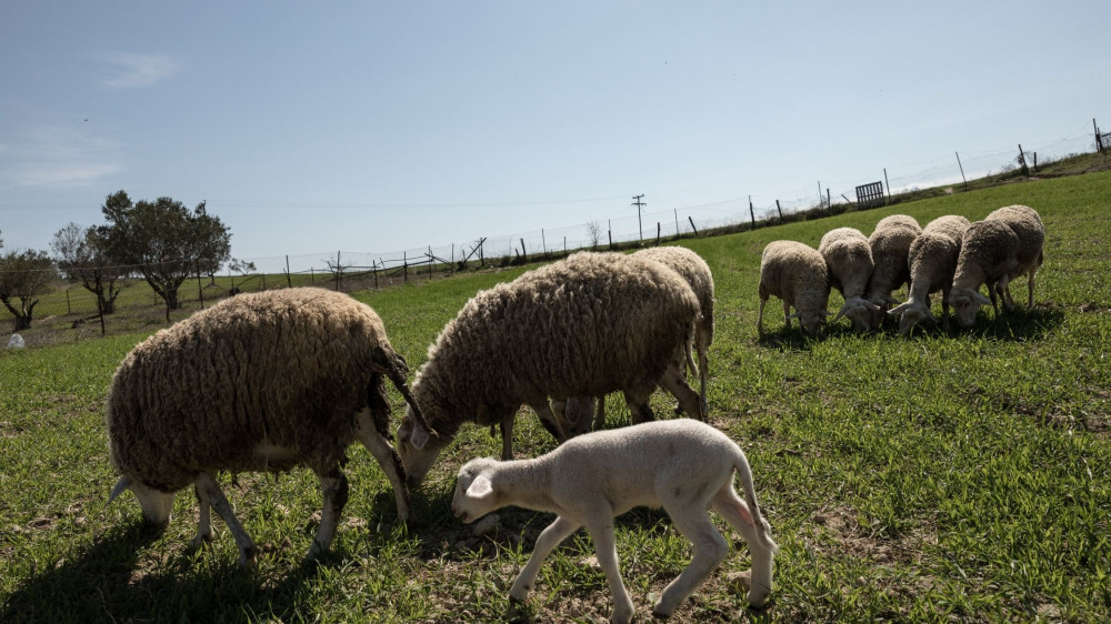 Αλυσιδωτές οι επιπτώσεις του αφθώδους πυρετού στη Μυτιλήνη: «Έχουμε χάσει τον ύπνο μας»