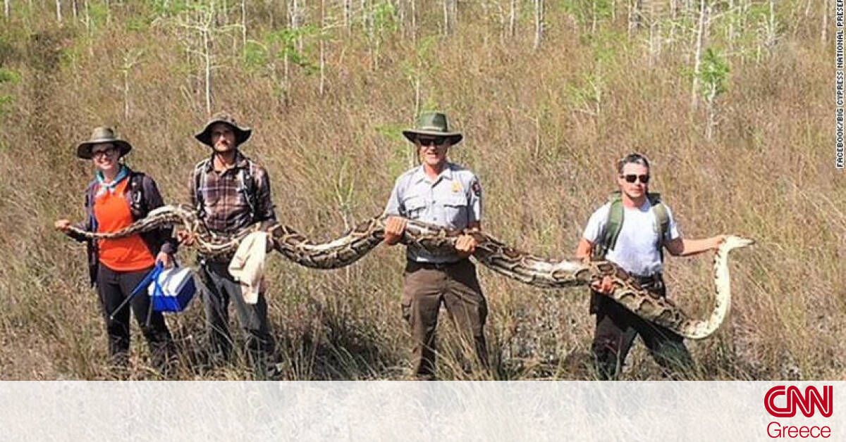 Πέντε μέτρα, 63 κιλά και 73 αυγά: Τεράστιος πύθωνας εντοπίστηκε στη ...