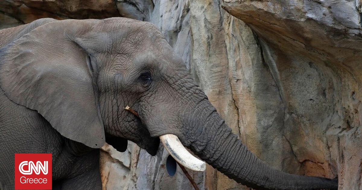 &Tau;&rho;&epsilon;&iota;&sigmaf; ά&nu;&delta;&rho;&epsilon;&sigmaf; έ&kappa;&alpha;&psi;&alpha;&nu; &zeta;&omega;&nu;&tau;&alpha;&nu;ό &epsilon;&lambda;έ&phi;&alpha;&nu;&tau;&alpha; &sigma;&tau;&eta; &Sigma;&rho;&iota; &Lambda;ά&nu;&kappa;&alpha; - &Omicron;&rho;&gamma;ή &sigma;&tau;&alpha; &mu;έ&sigma;&alpha; &kappa;&omicron;&iota;&nu;&omega;&nu;&iota;&kappa;ή&sigmaf; &delta;&iota;&kappa;&tau;ύ&omega;&sigma;&eta;&sigmaf;