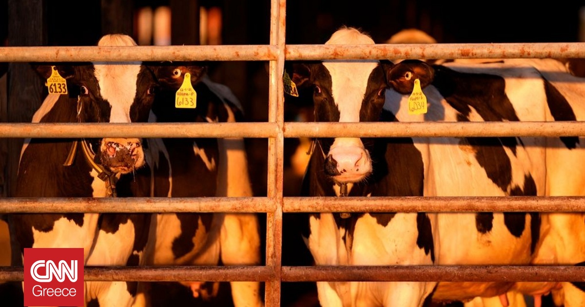 Τουρκία: 3.000 αγελάδες παραμένουν πάνω σε ένα πλοίο, στις τουρκικές ακτές, από τις 21 Οκτωβρίου