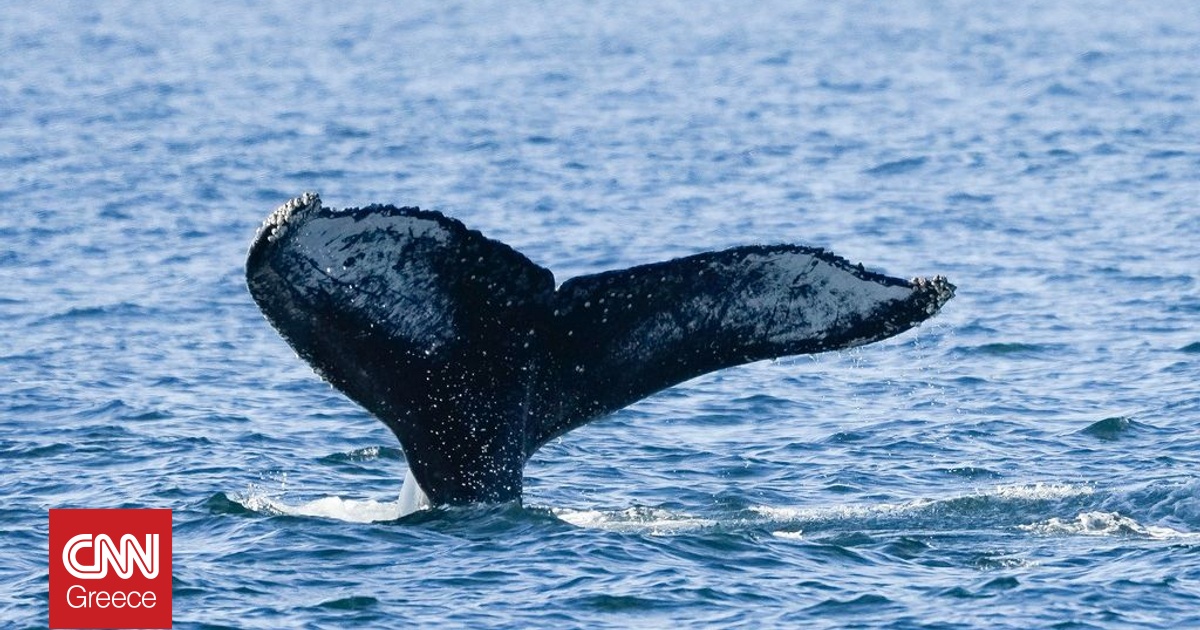 &Pi;&iota;&theta;&alpha;&nu;ώ&sigmaf; &tau;&rho;&alpha;&upsilon;&mu;&alpha;&tau;&iota;&sigma;&mu;έ&nu;&eta; &eta; &phi;ά&lambda;&alpha;&iota;&nu;&alpha; &tau;&omicron;&upsilon; &Pi;&alpha;&gamma;&alpha;&sigma;&eta;&tau;&iota;&kappa;&omicron;ύ - &laquo;&Sigma;&pi;ά&nu;&iota;&omicron; &epsilon;ί&delta;&omicron;&sigmaf; &sigma;&tau;&iota;&sigmaf; &epsilon;&lambda;&lambda;&eta;&nu;&iota;&kappa;έ&sigmaf; &theta;ά&lambda;&alpha;&sigma;&sigma;&epsilon;&sigmaf;&raquo;