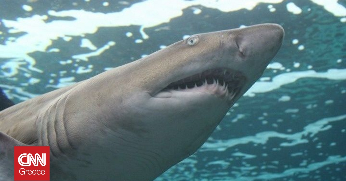 &Sigma;έ&rho;&phi;&epsilon;&rho; έ&chi;&alpha;&sigma;&epsilon; &tau;&eta; &zeta;&omega;ή &tau;&omicron;&upsilon; ύ&sigma;&tau;&epsilon;&rho;&alpha; &alpha;&pi;ό &epsilon;&pi;ί&theta;&epsilon;&sigma;&eta; &kappa;&alpha;&rho;&chi;&alpha;&rho;ί&alpha; &sigma;&tau;&eta; &Nu;έ&alpha; &Kappa;&alpha;&lambda;&eta;&delta;&omicron;&nu;ί&alpha;