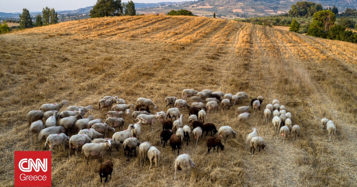 Συναγερμός για την ευλογιά των αιγοπροβάτων: Σχέδιο δράσης δέκα ημερών για την αποφυγή lockdown Συναγερμός για την ευλογιά των αιγοπροβάτων: Σχέδιο δράσης δέκα ημερών για την αποφυγή lockdown