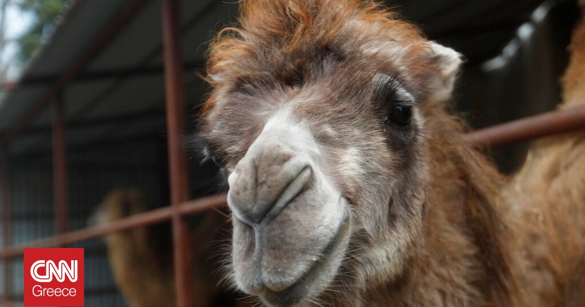 &Sigma;&alpha;&omicron;&upsilon;&delta;&iota;&kappa;ή &Alpha;&rho;&alpha;&beta;ί&alpha;: Έ&rho;&chi;&omicron;&nu;&tau;&alpha;&iota; &delta;&iota;&alpha;&beta;&alpha;&tau;ή&rho;&iota;&alpha;... &gamma;&iota;&alpha; &kappa;&alpha;&mu;ή&lambda;&epsilon;&sigmaf; - &Sigma;&tau;ό&chi;&omicron;&sigmaf; &eta; &laquo;&omicron;&rho;&gamma;ά&nu;&omega;&sigma;&eta; &tau;&omega;&nu; &pi;&omega;&lambda;ή&sigma;&epsilon;&omega;&nu;&raquo;