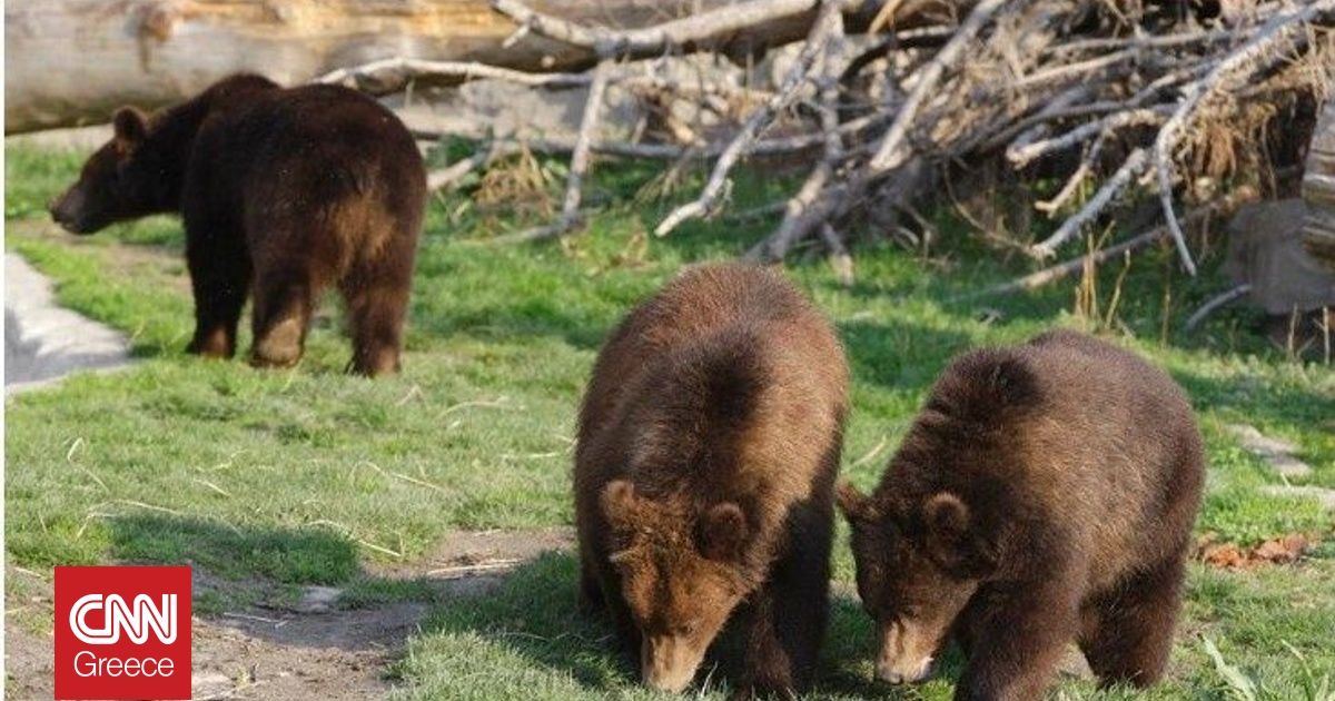 &Sigma;&alpha;&nu; &tau;&omicron; &sigma;&pi;ί&tau;&iota; &tau;&omicron;&upsilon;&sigmaf;... &alpha;&rho;&kappa;&omicron;ύ&delta;&epsilon;&sigmaf; &sigma;&tau;&eta;&nu; &Tau;&rho;&alpha;&pi;&epsilon;&zeta;&omicron;ύ&nu;&tau;&alpha; &sigma;&pi;ά&nu;&epsilon; &pi;ό&rho;&tau;&epsilon;&sigmaf; &pi;&rho;&omicron;&sigmaf; &alpha;&nu;&alpha;&zeta;ή&tau;&eta;&sigma;&eta; &tau;&rho;&omicron;&phi;ή&sigmaf;