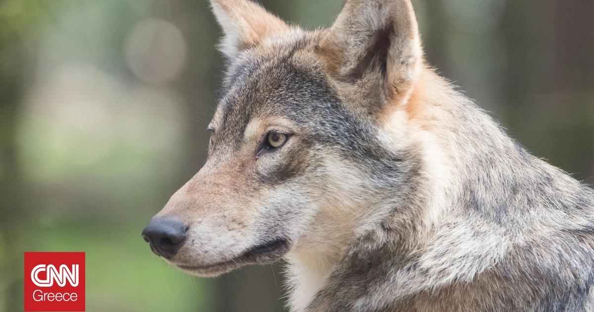 Αγέλη έξι λύκων εθεάθη στη Χαλκιδική: Αναστάτωση στους κατοίκους – Καθησυχαστικοί οι ειδικοί
