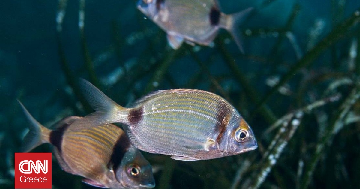 &Mu;&iota;&kappa;&rho;&omicron;&pi;&lambda;&alpha;&sigma;&tau;&iota;&kappa;ά &sigma;&tau;&alpha; &psi;ά&rho;&iota;&alpha; &tau;&eta;&sigmaf; &Mu;&epsilon;&sigma;&omicron;&gamma;&epsilon;ί&omicron;&upsilon;: &tau;&omicron; &pi;&rho;ό&beta;&lambda;&eta;&mu;&alpha; &delta;&epsilon;&nu; &epsilon;ί&nu;&alpha;&iota; &laquo;&alpha;&nu; &upsilon;&pi;ά&rho;&chi;&omicron;&upsilon;&nu;&raquo;, &alpha;&lambda;&lambda;ά &pi;ό&sigma;&omicron; &sigma;&upsilon;&sigma;&sigma;&omega;&rho;&epsilon;ύ&omicron;&nu;&tau;&alpha;&iota;