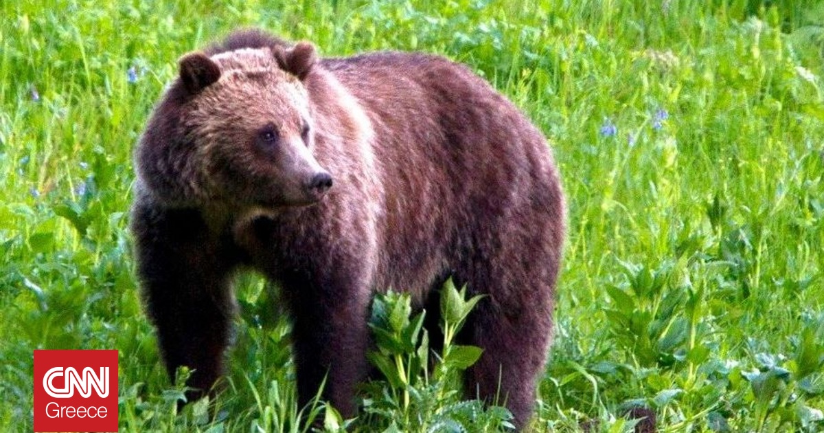 Ιαπωνία: Μια πόλη αφαίρεσε εικόνες αρκούδων που δημιουργήθηκαν από τεχνητή νοημοσύνη