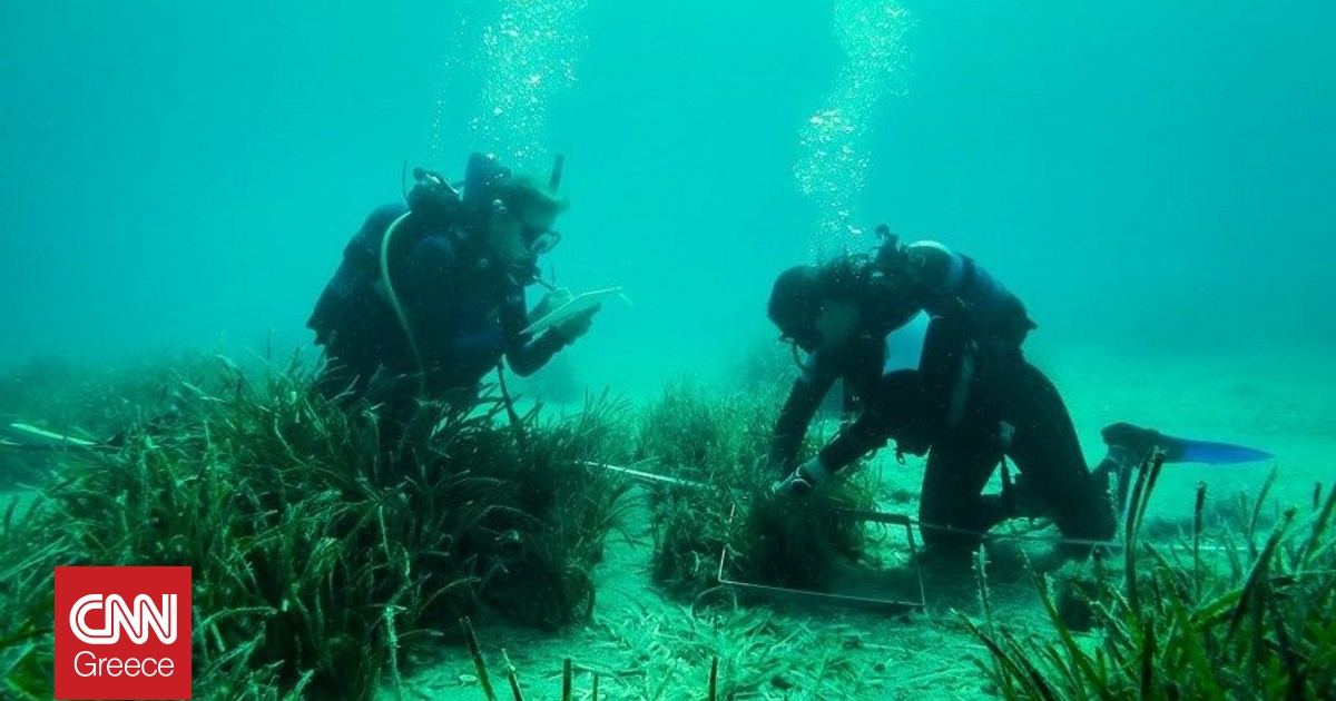 Δύτες φύτεψαν υποβρύχιους κήπους Ποσειδωνίας στην Ελλάδα – Εντυπωσιακές φωτογραφίες Δύτες φύτεψαν υποβρύχιους κήπους Ποσειδωνίας στην Ελλάδα – Εντυπωσιακές φωτογραφίες