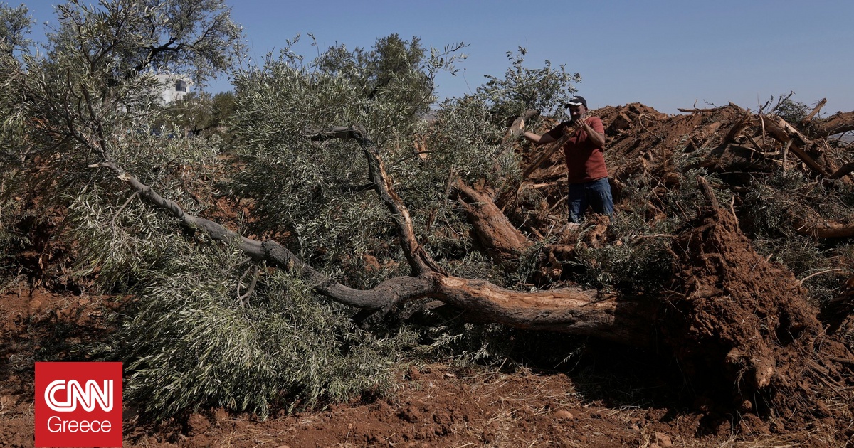 Μπουλντόζες ξερίζωσαν ελαιόδεντρα σε ένα χωριό της Δυτικής Όχθης Μπουλντόζες ξερίζωσαν ελαιόδεντρα σε ένα χωριό της Δυτικής Όχθης