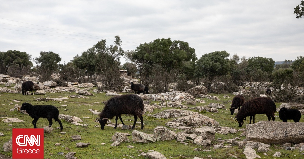 Κόκκινος συναγερμός για την ευλογιά αιγοπροβάτων – «Έχει ξεφύγει η κατάσταση»