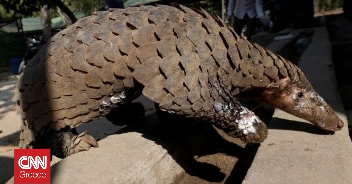 Η «Remembering Wildlife» στρέφει τους προβολείς στον παγκολίνο με το νέο της λεύκωμα