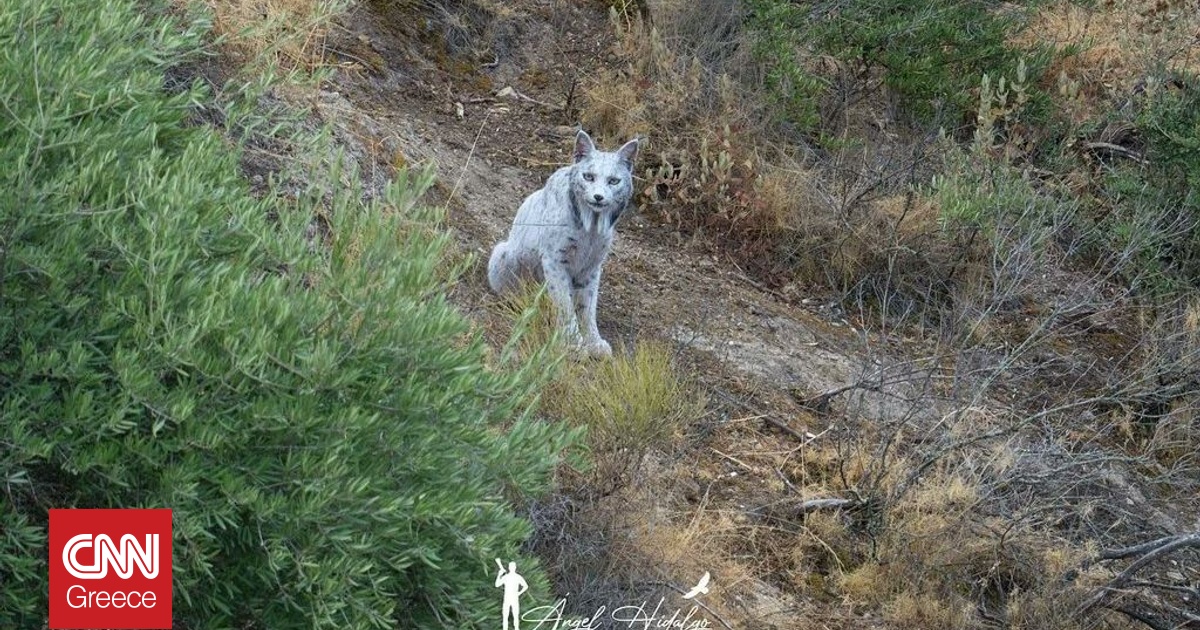 Ιβηρικός λύγκας με λευκισμό απαθανατίζεται για πρώτη φορά από ερασιτέχνη φωτογράφο Ιβηρικός λύγκας με λευκισμό απαθανατίζεται για πρώτη φορά από ερασιτέχνη φωτογράφο