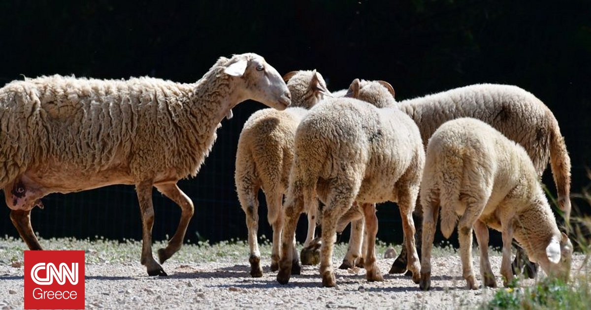 Τσιάρας: «Καμία από τις χώρες που επέλεξε τον εμβολιασμό δεν εξάλειψε την ευλογιά»