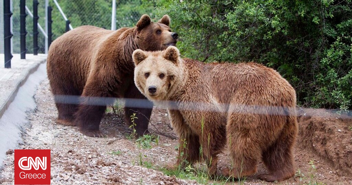 Ένα χωριό στο Κόσοβο πολιορκείται από αρκούδες: Κλειδαμπαρώθηκαν οι κάτοικοι