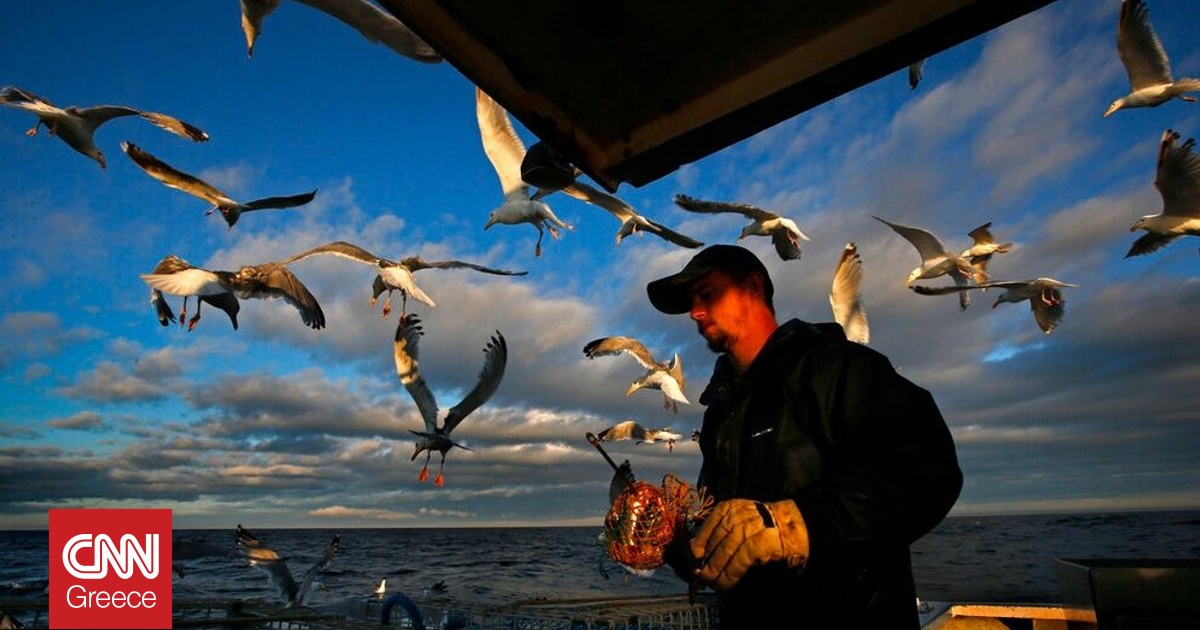 Η λύση των ειδικών για τους γλάρους που κλέβουν φαγητό – Απλά φωνάξτε
