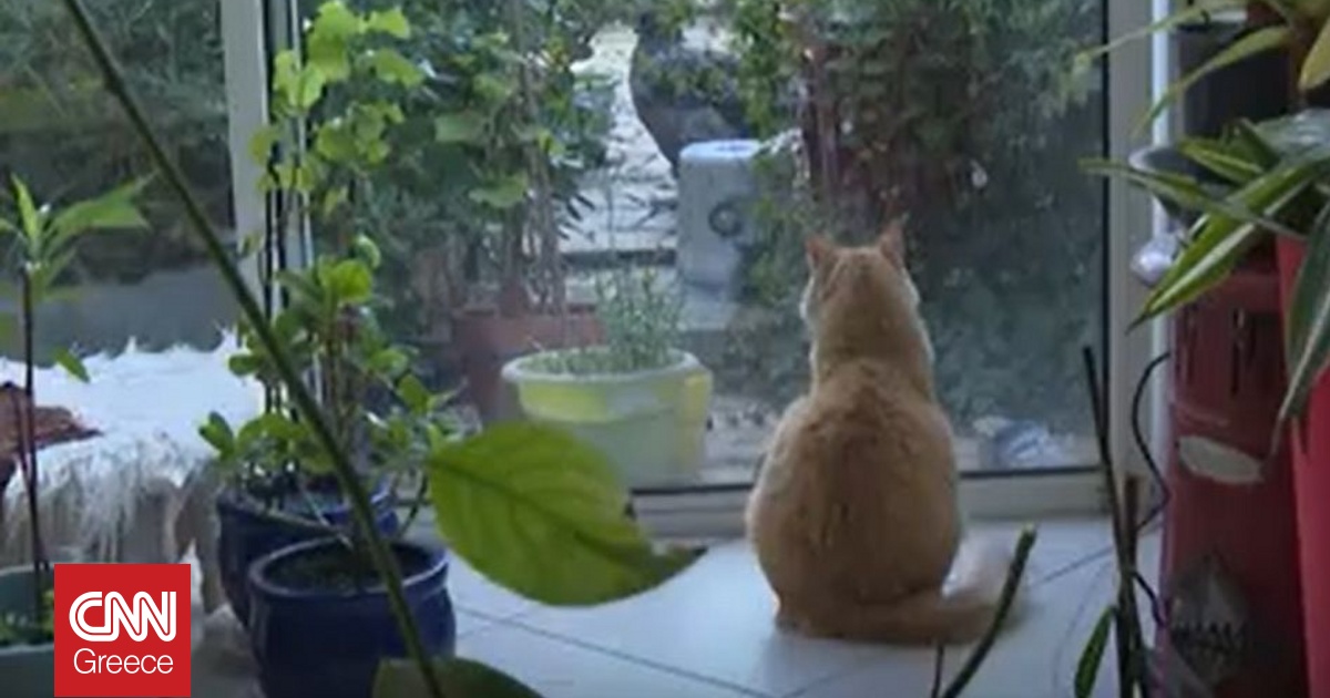 Γάτος καταδικάστηκε σε κατ’ οίκον περιορισμό από γαλλικό δικαστήριο – Η διαμάχη με τους γείτονες