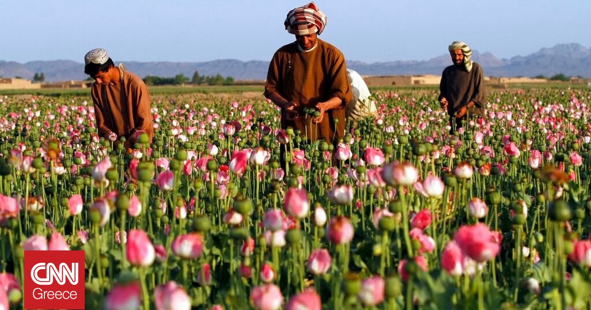 Απόρρητο σχέδιο της CIA στο Αφγανιστάν: Γιατί «βομβάρδιζαν» με τροποποιημένους σπόρους παπαρούνας