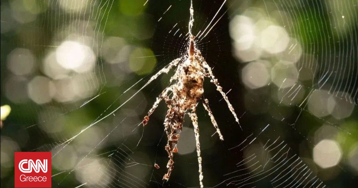 Δύο είδη αραχνών αποκαλύφθηκε ότι κατασκευάζουν «ομοιώματα» για να ξεγελούν τους θηρευτές