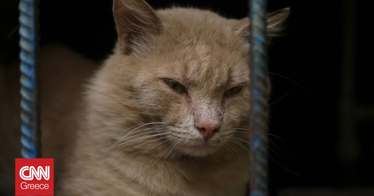 Κακοποίηση ζώων στην Ηλεία: Γάτες παγιδεύονται μέσα σε πλαστικά μπουκάλια