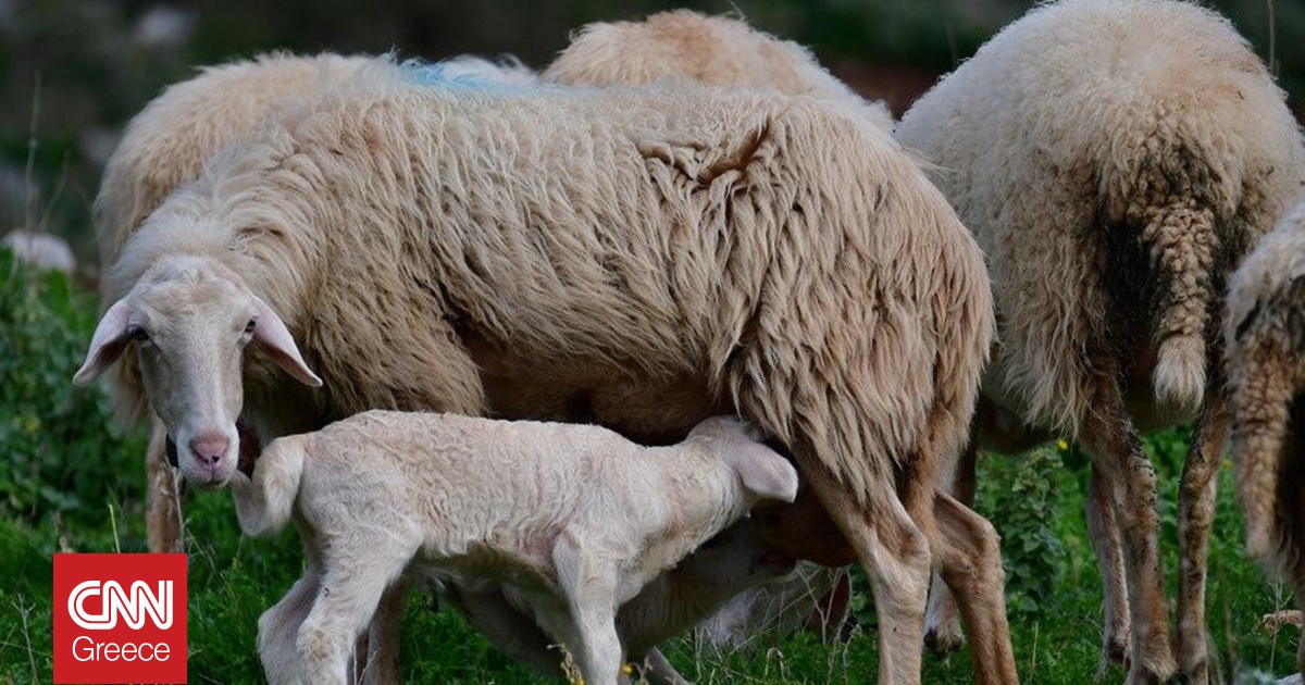 Ευλογιά προβάτων: Πάνω από ένα εκατ. οι παράνομες δόσεις εμβολίου – Οι κίνδυνοι για τα ΠΟΠ προϊόντα