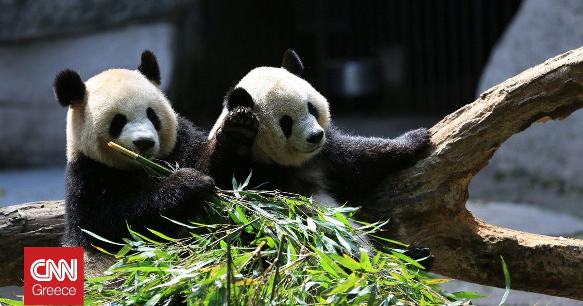 Γαλλία: Ο ζωολογικός κήπος Μποβάλ αποχαιρετά τα μοναδικά γιγάντια πάντα του
