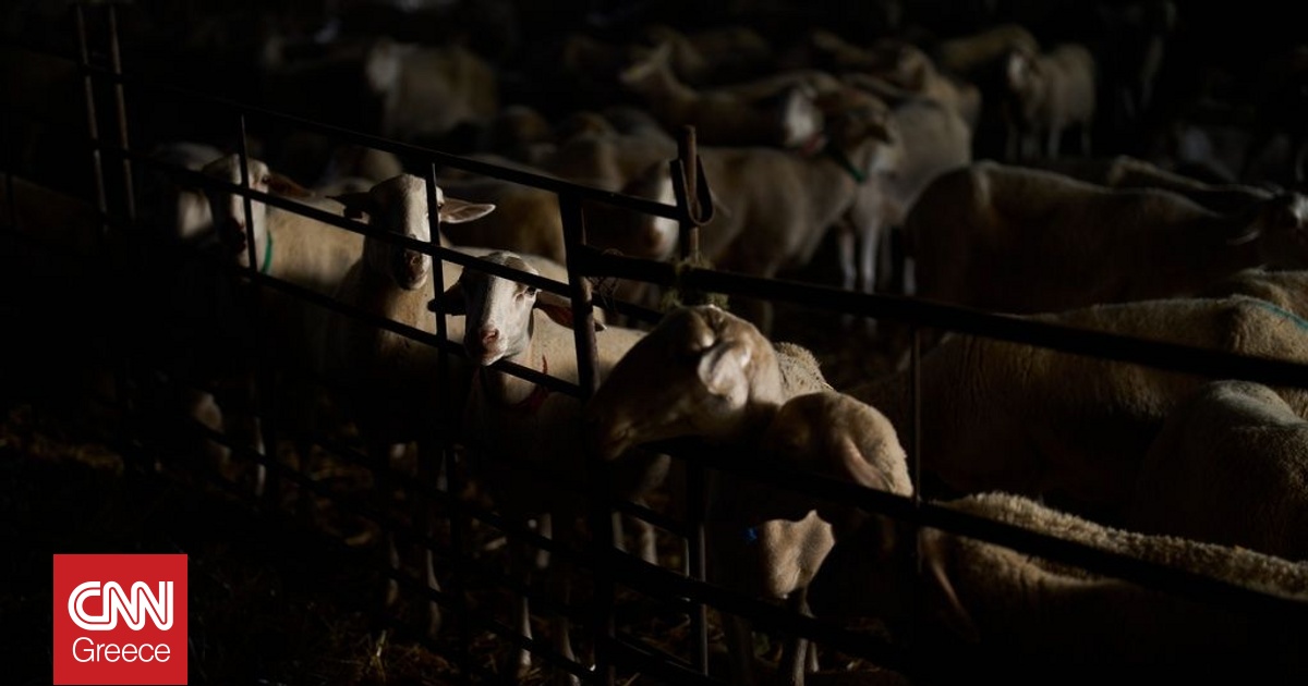 Ευλογιά αιγοπροβάτων: Πάνω από 50 κρούσματα σε μία εβδομάδα σε 14 Περιφέρειες – 423.125 θανατώσεις