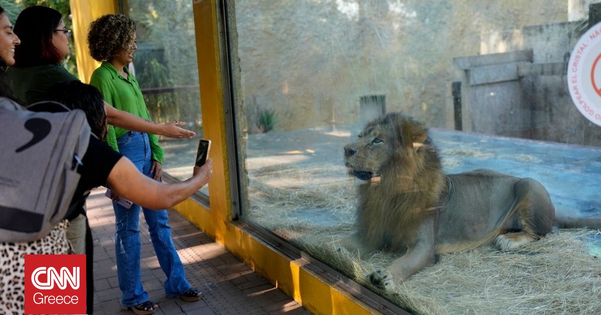 Βραζιλία: Λιοντάρι κατασπάραξε 19χρονο σε ζωολογικό κήπο μπροστά στους έντρομους επισκέπτες
