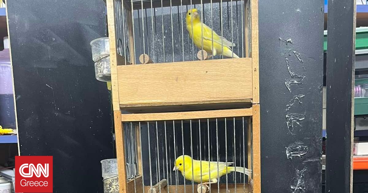 Θεσσαλονίκη: Καναρίνια επί σκηνής διεκδικούν μετάλλιο τραγουδιού σε διεθνή μουσικό διαγωνισμό