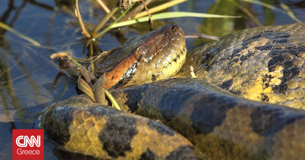Τα ανακόντα έχουν το ίδιο μέγεθος εδώ και 12,4 εκατομμύρια χρόνια, αποκαλύπτει μελέτη