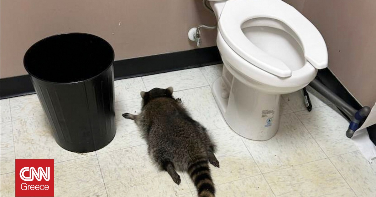 Ρακούν «διέρρηξε» κάβα στην Βιρτζίνια – Βρέθηκε λιπόθυμο μετά από κατανάλωση αλκόολ