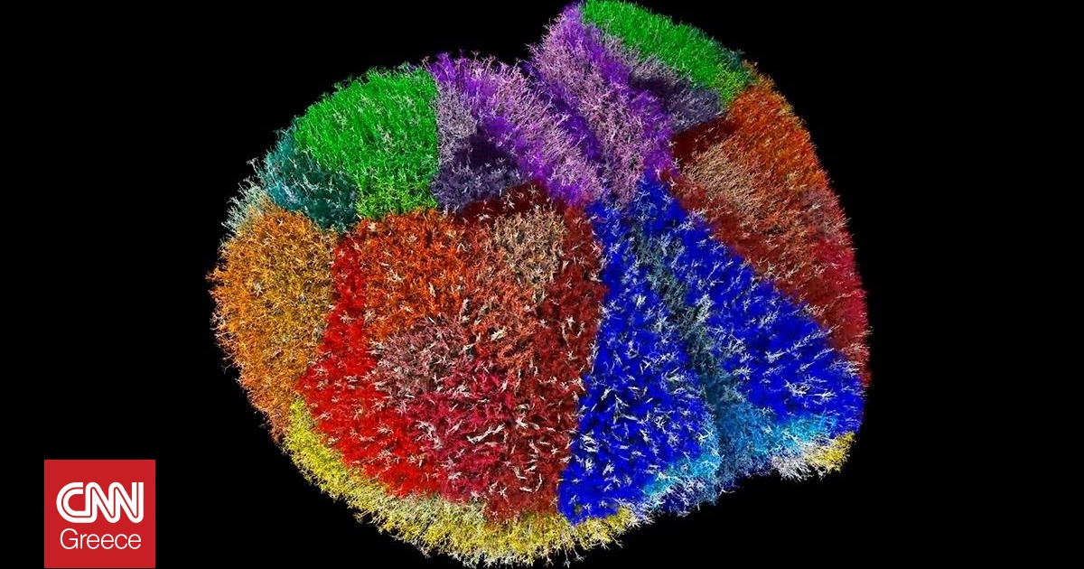 Υπερυπολογιστής δημιούργησε ένα από τα πιο ολοκληρωμένα μοντέλα εγκεφάλου για μελέτη