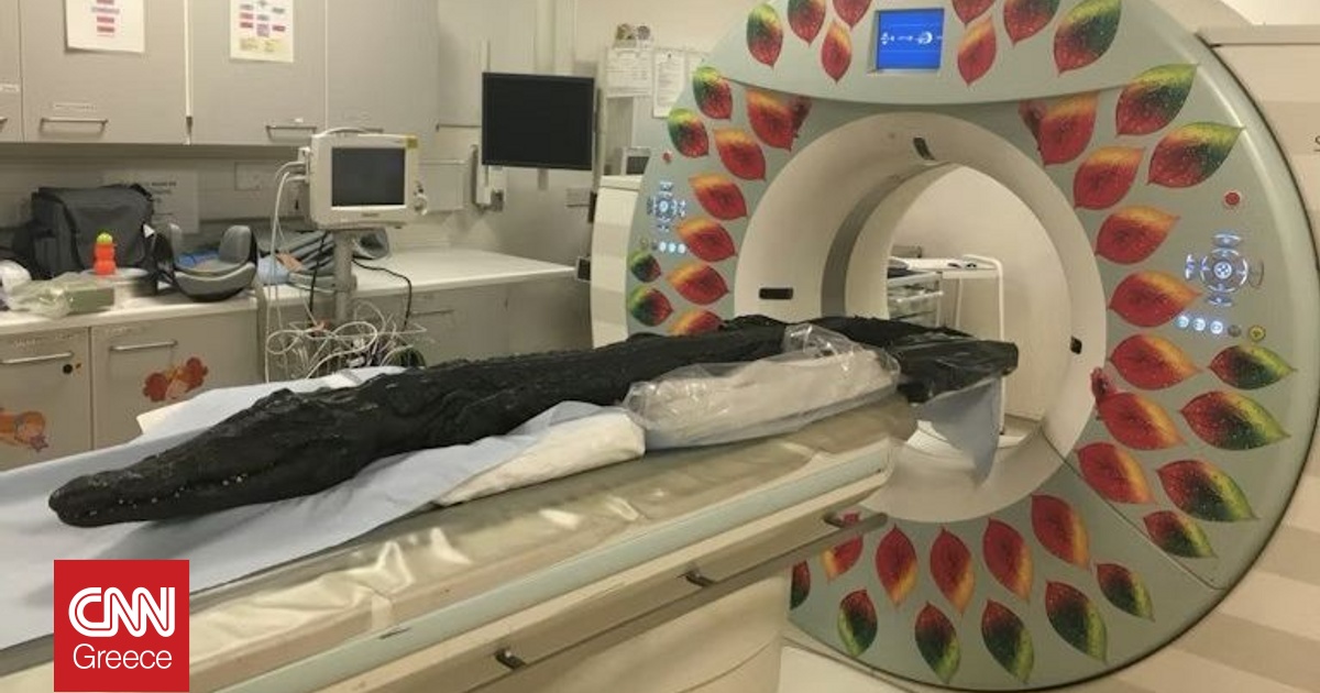 Μια έκπληξη περίμενε τους επιστήμονες που «άνοιξαν» μουμιοποιημένο κροκόδειλο 3.000 ετών