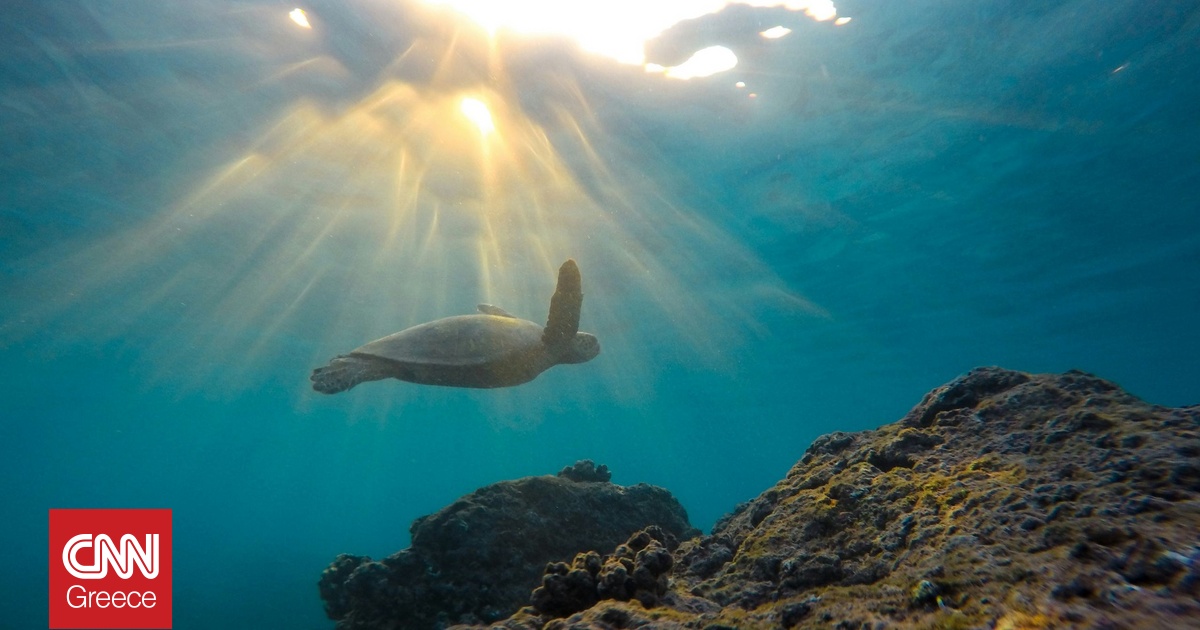 Πρωτοφανής εμφάνιση Δερματοχελώνας σε παραλία της Μεσογείου