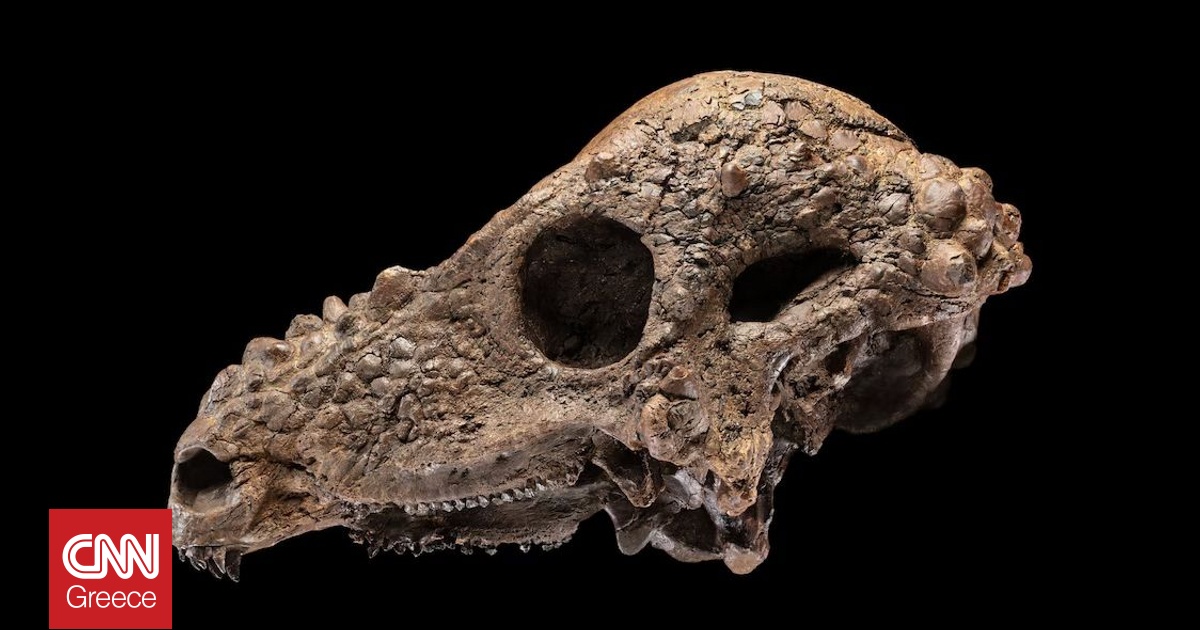 Το Μουσείο Σμιθσόνιαν θα εκθέσει ένα κρανίο δεινοσαύρου που ήταν μια «ονειρεμένη ανακάλυψη»