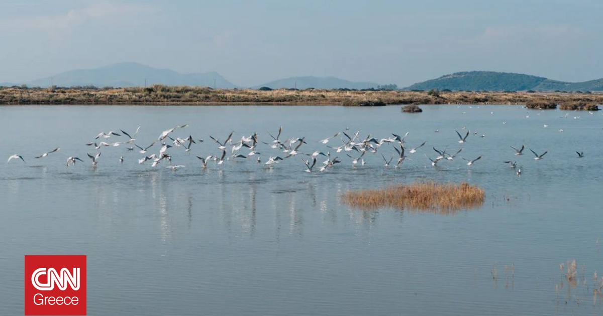 Ξεκινά διεθνής διαγωνισμός από το Υπερταμείο για είσοδο στρατηγικού επενδυτή στις Ελληνικές Αλυκές