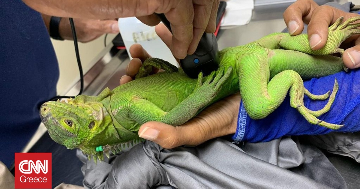 &Nu;&eta;&sigma;ί &tau;&eta;&sigmaf; &Kappa;&alpha;&rho;&alpha;ϊ&beta;&iota;&kappa;ή&sigmaf; &gamma;ί&nu;&epsilon;&tau;&alpha;&iota; &kappa;&alpha;&tau;&alpha;&phi;ύ&gamma;&iota;&omicron; &alpha;&gamma;ά&pi;&eta;&sigmaf; &kappa;&alpha;&iota; &pi;&rho;&omicron;&sigma;&tau;&alpha;&sigma;ί&alpha;&sigmaf; &gamma;&iota;&alpha; &alpha;&pi;&epsilon;&iota;&lambda;&omicron;ύ&mu;&epsilon;&nu;&omicron; &epsilon;ί&delta;&omicron;&sigmaf; &iota;&gamma;&kappa;&omicron;&upsilon;ά&nu;&alpha;