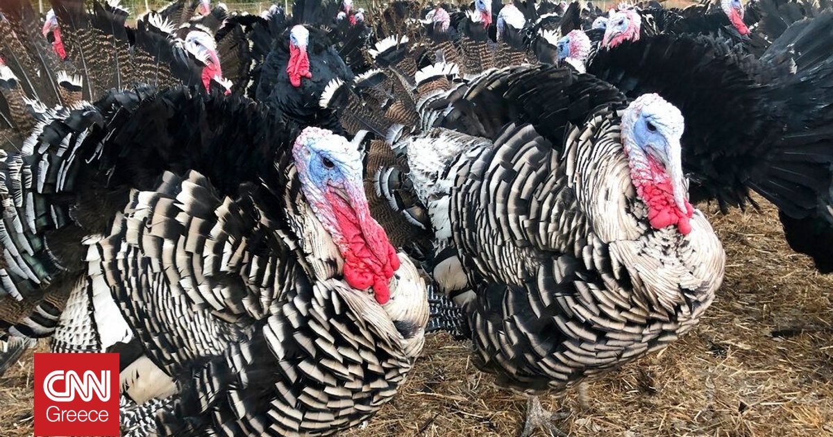 Η Βρετανία στρέφεται στην Ευρώπη για τις γαλοπούλες των Χριστουγέννων – Μαστίζει η γρίπη των πτηνών