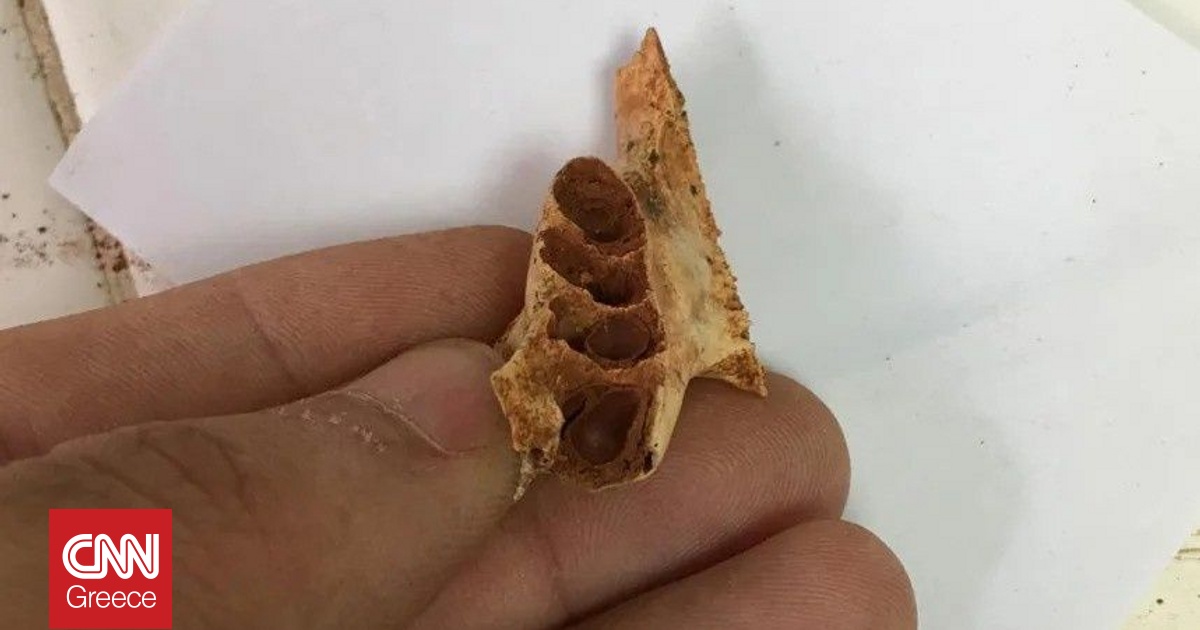 Αρχαίες φωλιές μελισσών βρέθηκαν για πρώτη φορά μέσα σε απολιθωμένα σαγόνια ζώων