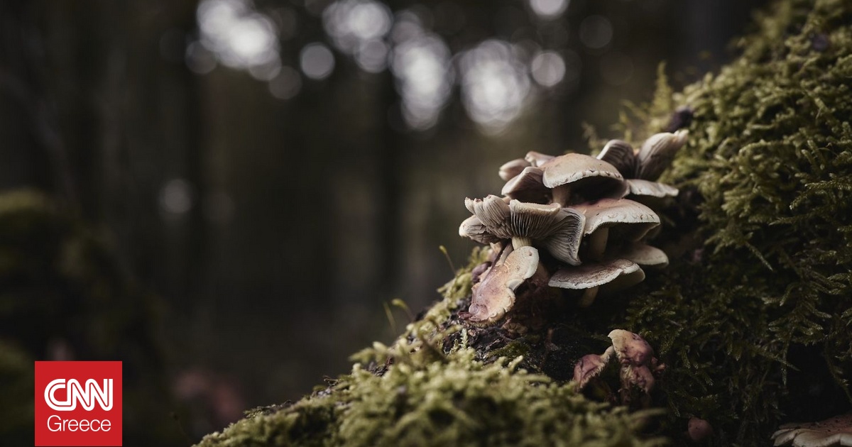 Πώς οι «υπερδυνάμεις» των μανιταριών αναγεννούν τα δάση σε όλο τον κόσμο Πώς οι «υπερδυνάμεις» των μανιταριών αναγεννούν τα δάση σε όλο τον κόσμο