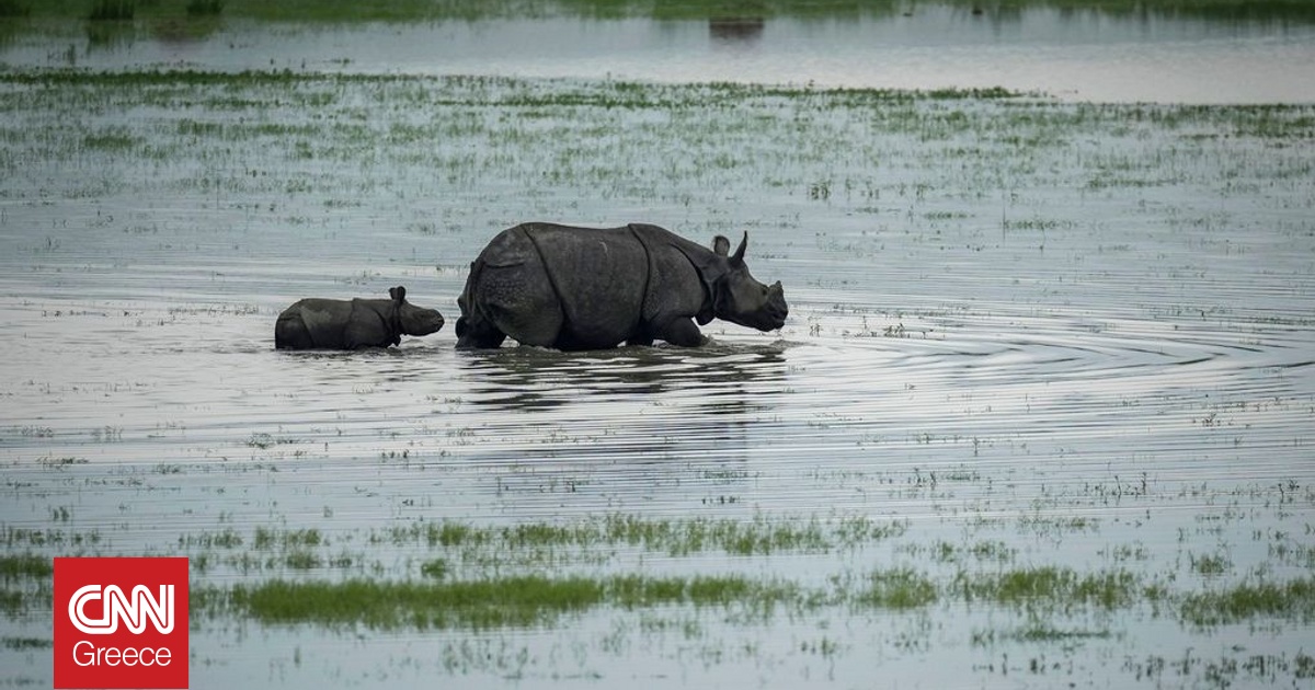 Ινδία: Μηδενικές λαθροθηρίες και σπάνιες επανεμφανίσεις ζώων μετά από 35 χρόνια Ινδία: Μηδενικές λαθροθηρίες και σπάνιες επανεμφανίσεις ζώων μετά από 35 χρόνια