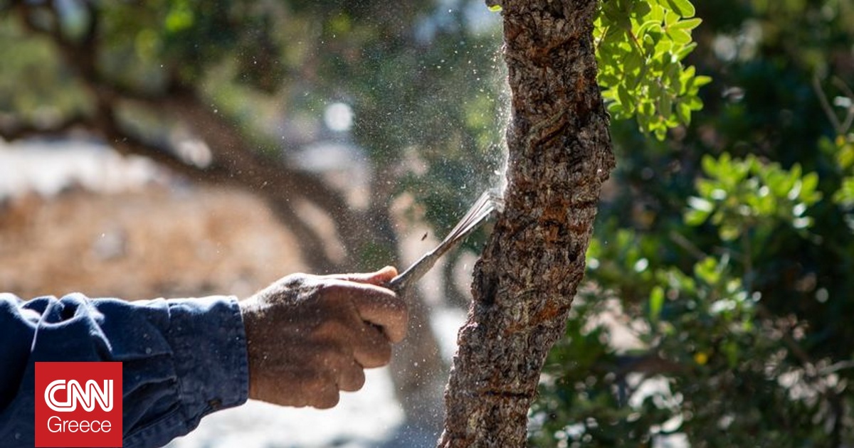 Συμφωνία ΕΕ – Mercosur: Πώς προστατεύονται τα ελληνικά προϊόντα – Δικλείδες υπέρ των παραγωγών