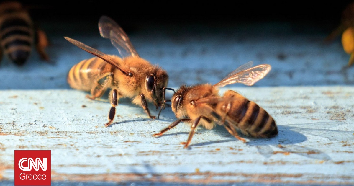 Οι μέλισσες μπορεί να κρύβουν το μυστικό της επικοινωνίας με εξωγήινους