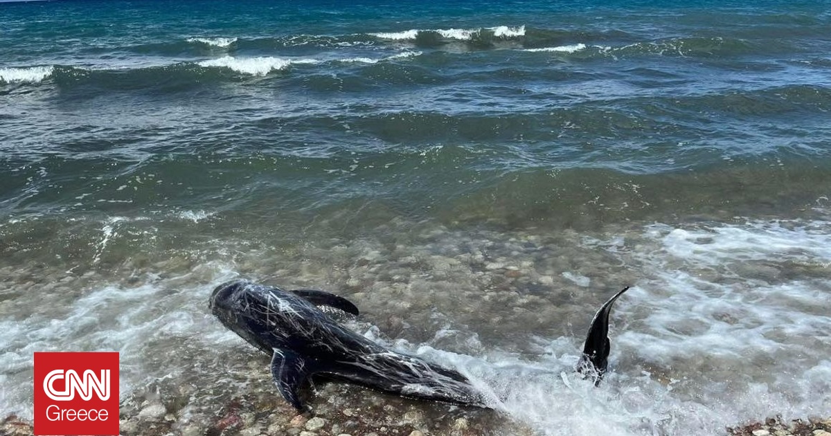 &Nu;&epsilon;&kappa;&rho;ό &delta;&epsilon;&lambda;&phi;ί&nu;&iota; &xi;&epsilon;&beta;&rho;ά&sigma;&tau;&eta;&kappa;&epsilon; &sigma;&tau;&iota;&sigmaf; &alpha;&kappa;&tau;έ&sigmaf; &tau;&eta;&sigmaf; &Kappa;&rho;ή&tau;&eta;&sigmaf;