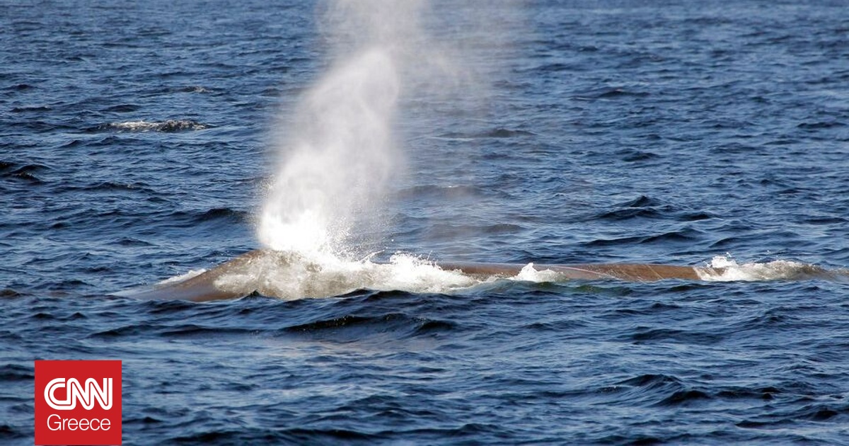 Επιστήμονες παρακολουθούν με drones έναν θανατηφόρο ιό στην αναπνοή των φαλαινών