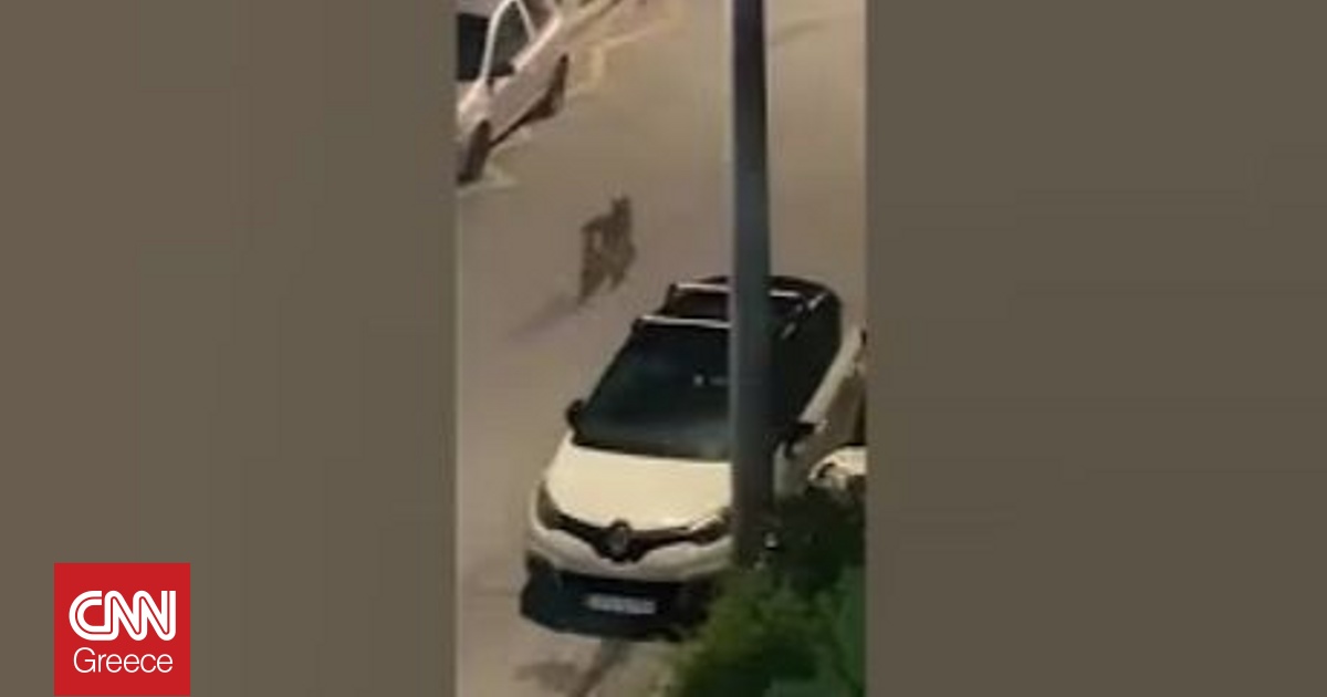 &Lambda;ύ&kappa;&omicron;&sigmaf; &pi;&epsilon;&rho;&pi;&alpha;&tau;ά&epsilon;&iota; &alpha;&nu;ά&mu;&epsilon;&sigma;&alpha; &sigma;&epsilon; &sigma;&pi;ί&tau;&iota;&alpha; &sigma;&tau;&omicron; &Chi;&alpha;ϊ&delta;ά&rho;&iota;: &Omicron;&delta;&eta;&gamma;ί&epsilon;&sigmaf; &tau;&omicron;&upsilon; &Delta;ή&mu;&omicron;&upsilon; &pi;&rho;&omicron;&sigmaf; &tau;&omicron;&upsilon;&sigmaf; &pi;&omicron;&lambda;ί&tau;&epsilon;&sigmaf;