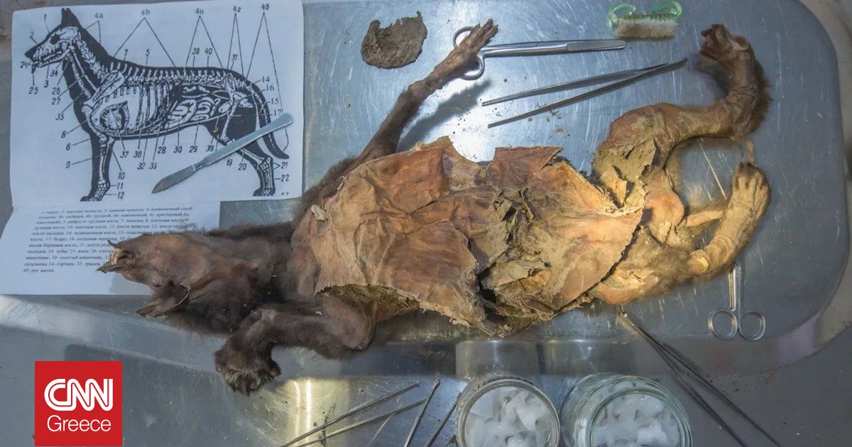 &Tau;&omicron; &tau;&epsilon;&lambda;&epsilon;&upsilon;&tau;&alpha;ί&omicron; &gamma;&epsilon;ύ&mu;&alpha; &epsilon;&nu;ό&sigmaf; &pi;&rho;&omicron;ϊ&sigma;&tau;&omicron;&rho;&iota;&kappa;&omicron;ύ &lambda;&upsilon;&kappa;ό&pi;&omicron;&upsilon;&lambda;&omicron;&upsilon; &xi;&alpha;&nu;&alpha;&gamma;&rho;ά&phi;&epsilon;&iota; &tau;&eta;&nu; &iota;&sigma;&tau;&omicron;&rho;ί&alpha; &tau;&omega;&nu; &mu;&alpha;&lambda;&lambda;&iota;&alpha;&rho;ώ&nu; &rho;&iota;&nu;ό&kappa;&epsilon;&rho;&omega;&nu;