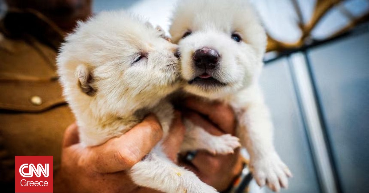 &Eta; &epsilon;&tau;&alpha;&iota;&rho;&epsilon;ί&alpha; &pi;&omicron;&upsilon; &laquo;&alpha;&nu;έ&sigma;&tau;&eta;&sigma;&epsilon;&raquo; &tau;&omicron;&nu; Dire wolf &theta;&alpha; &pi;&alpha;&gamma;ώ&sigma;&epsilon;&iota; &beta;&iota;&omicron;&lambda;&omicron;&gamma;&iota;&kappa;ό &upsilon;&lambda;&iota;&kappa;ό &alpha;&pi;ό &chi;&iota;&lambda;&iota;ά&delta;&epsilon;&sigmaf; &alpha;&pi;&epsilon;&iota;&lambda;&omicron;ύ&mu;&epsilon;&nu;&alpha; &epsilon;ί&delta;&eta;