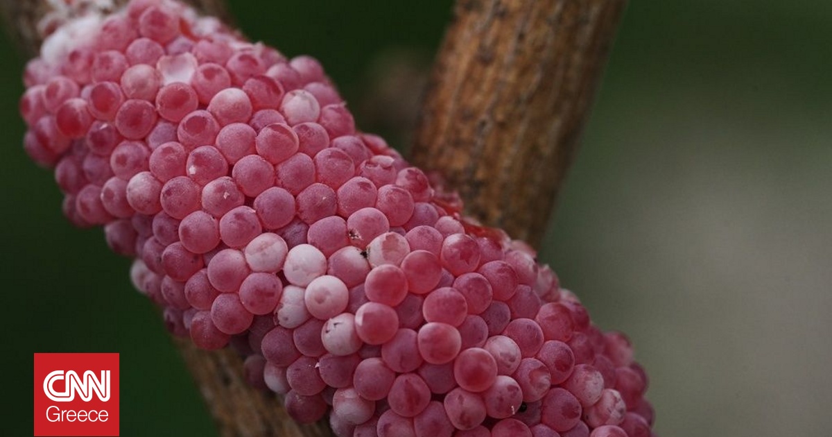 &Lambda;&omicron;&upsilon;&iota;&zeta;&iota;ά&nu;&alpha;: &Gamma;&iota;&gamma;&alpha;&nu;&tau;&iota;&alpha;ί&alpha; &sigma;&alpha;&lambda;&iota;&gamma;&kappa;ά&rho;&iota;&alpha; &kappa;&alpha;&iota; &mu;&iota;&kappa;&rho;&omicron;&sigma;&kappa;&omicron;&pi;&iota;&kappa;ά έ&nu;&tau;&omicron;&mu;&alpha; &alpha;&pi;&epsilon;&iota;&lambda;&omicron;ύ&nu; &kappa;&alpha;&lambda;&lambda;&iota;έ&rho;&gamma;&epsilon;&iota;&epsilon;&sigmaf; &rho;&upsilon;&zeta;&iota;&omicron;ύ &kappa;&alpha;&iota; &alpha;&sigma;&tau;&alpha;&kappa;ώ&nu;